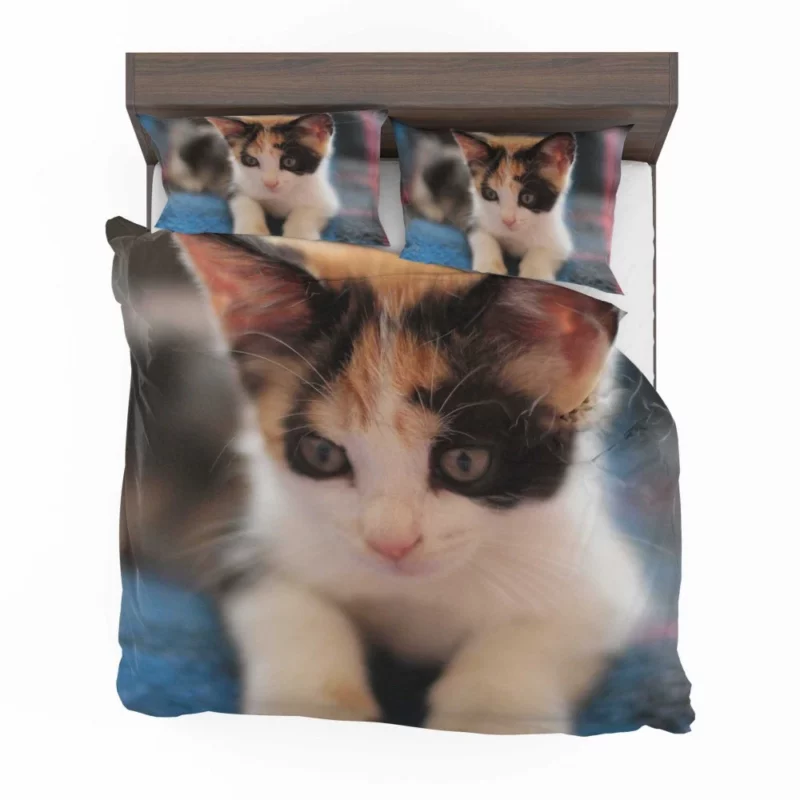 Kitten Playful Antics Innocent Joy Bedding Set 1