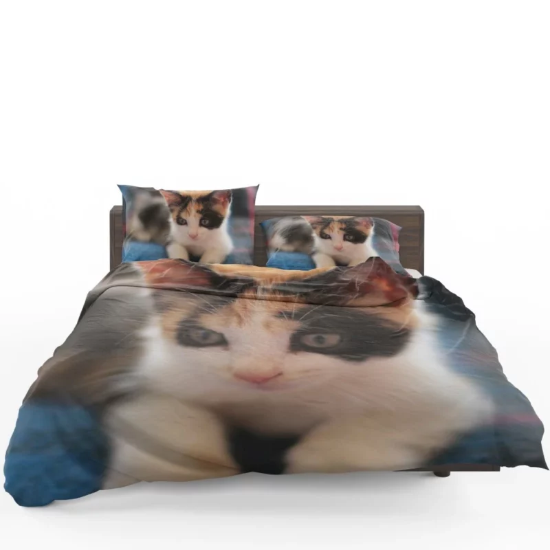 Kitten Playful Antics Innocent Joy Bedding Set