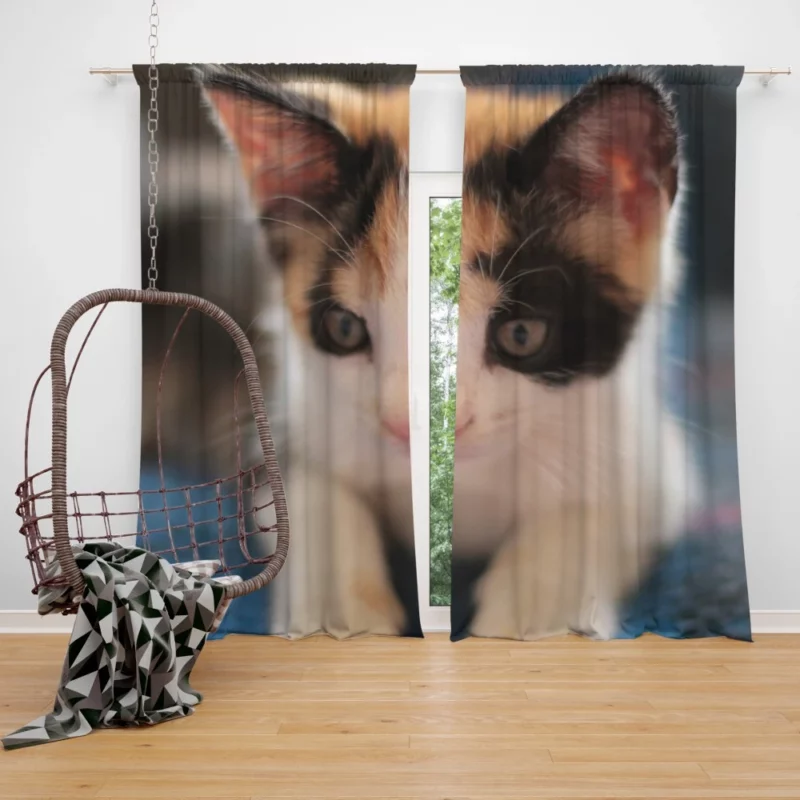 Kitten Playful Antics Innocent Joy Curtain