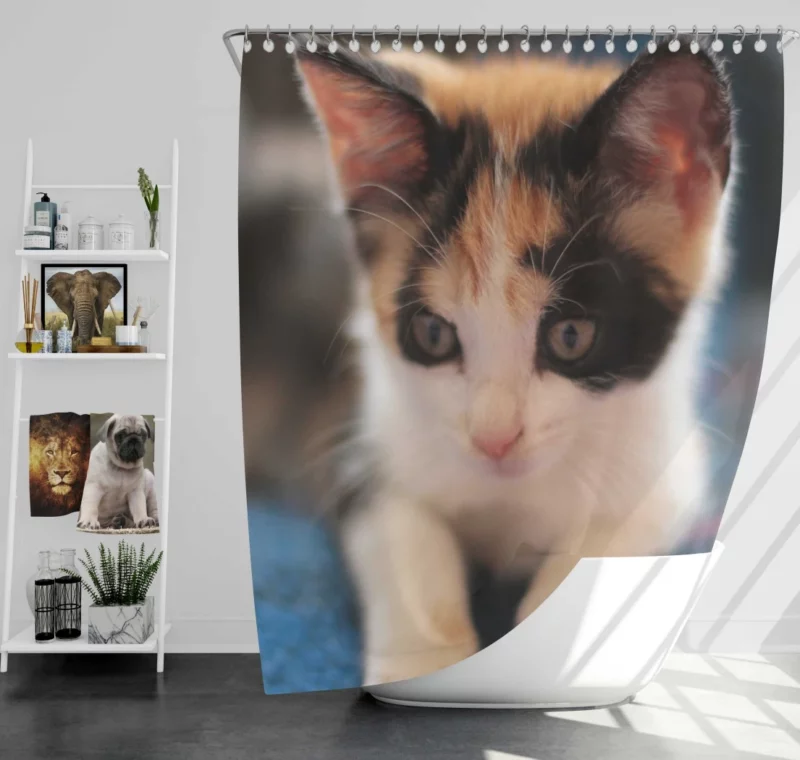 Kitten Playful Antics Innocent Joy Shower Curtain