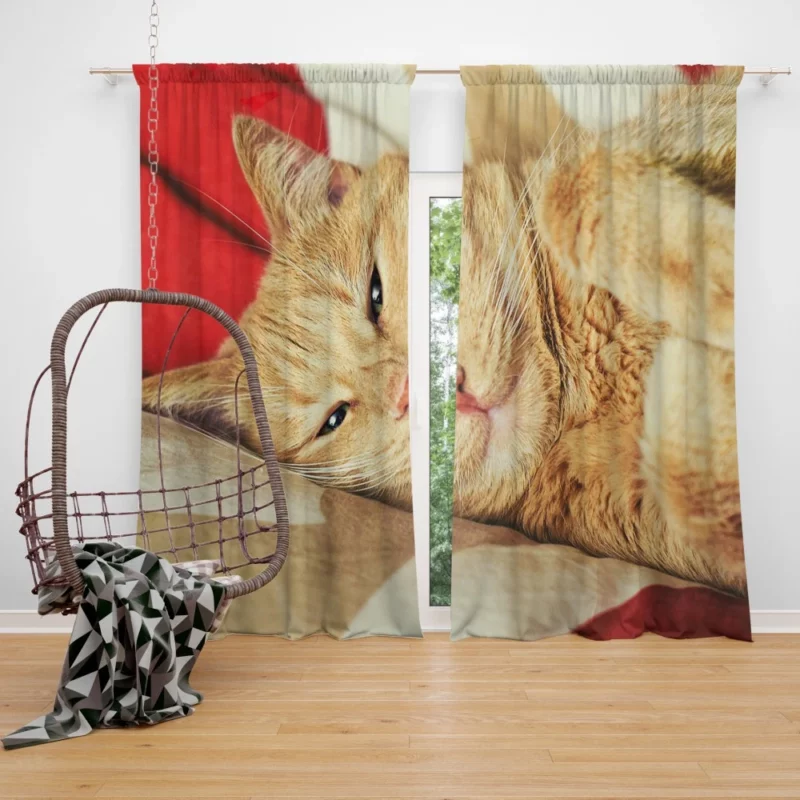 Kolyan Kolyanich Whiskered Appeal Curtain