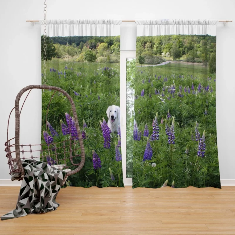 Labrador Amidst Purple Lupines Floral Charm Curtain