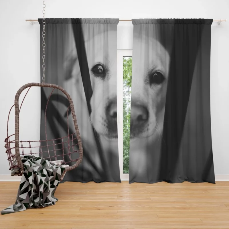 Labrador Black & White Beauty Muzzle Marvel Curtain