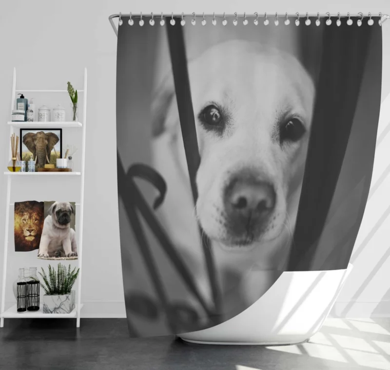 Labrador Black & White Beauty Muzzle Marvel Shower Curtain