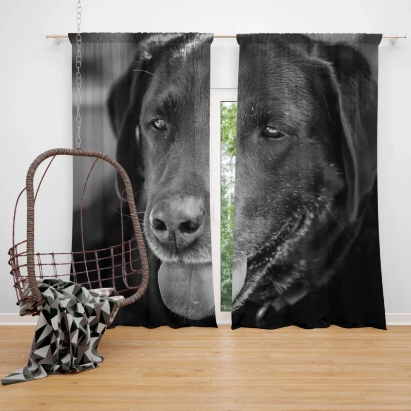 Labrador Inquisitive Stare Canine Persona Curtain