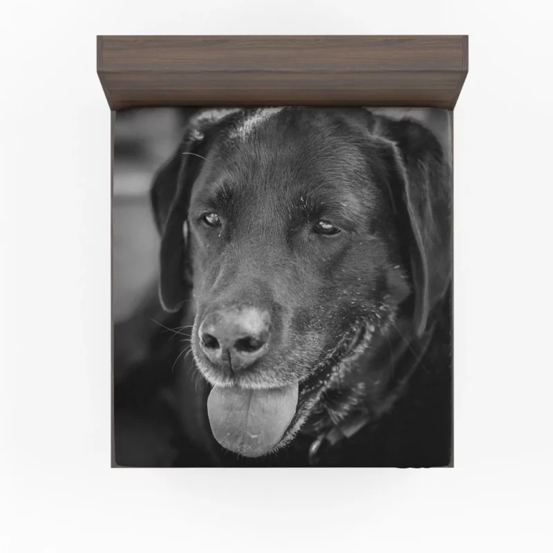 Labrador Inquisitive Stare Canine Persona Fitted Sheet 1