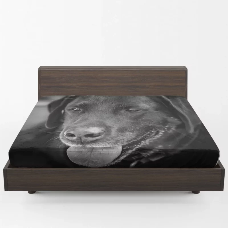 Labrador Inquisitive Stare Canine Persona Fitted Sheet