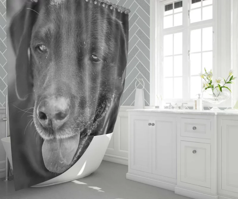 Labrador Inquisitive Stare Canine Persona Shower Curtain 1