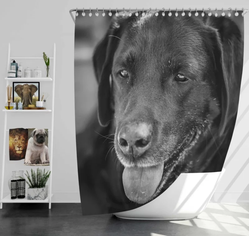 Labrador Inquisitive Stare Canine Persona Shower Curtain