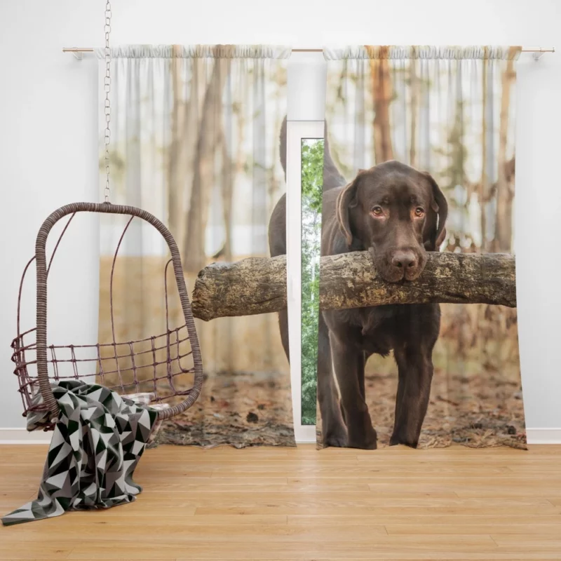 Labrador Loyalty and Love Curtain