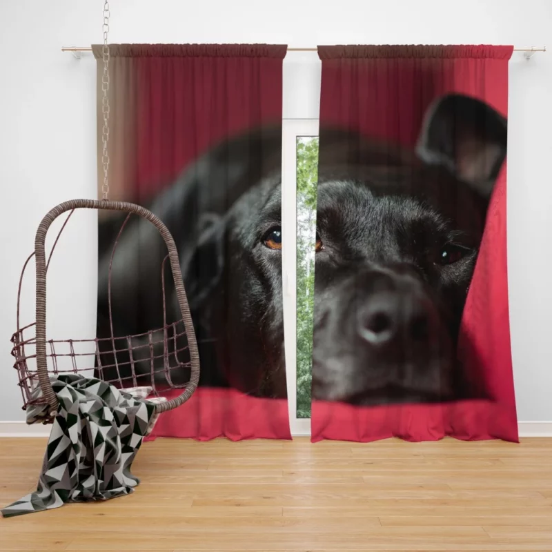 Labrador Majestic Essence Loyal Companion Curtain