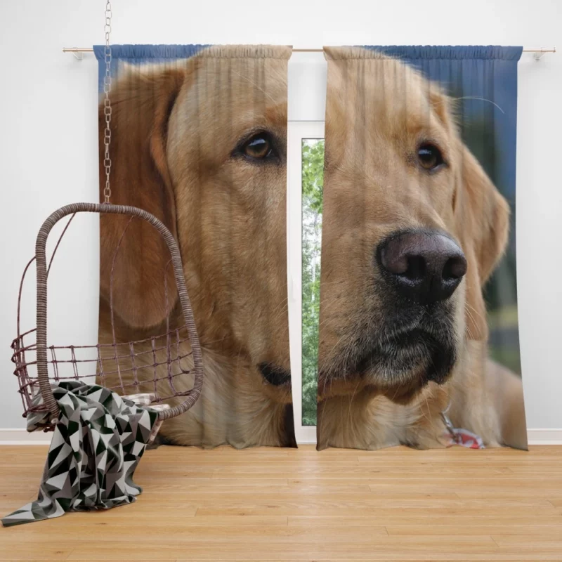 Labrador Playful Energy Curtain