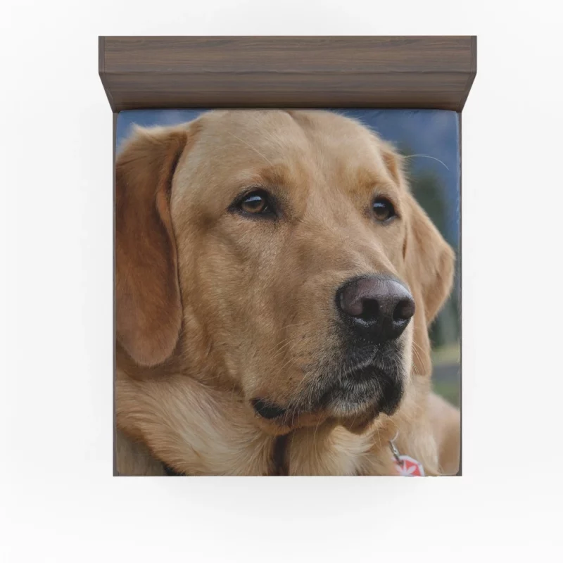 Labrador Playful Energy Fitted Sheet 1