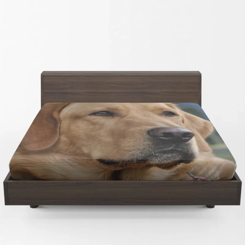 Labrador Playful Energy Fitted Sheet