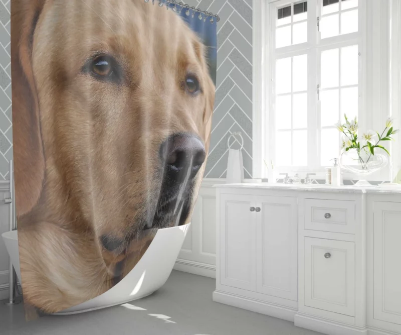 Labrador Playful Energy Shower Curtain 1