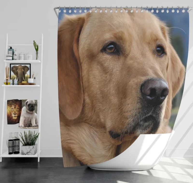 Labrador Playful Energy Shower Curtain