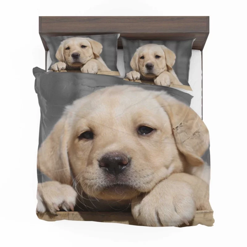 Labrador Puppy Innocent Appeal Fuzzy Delight Bedding Set 1