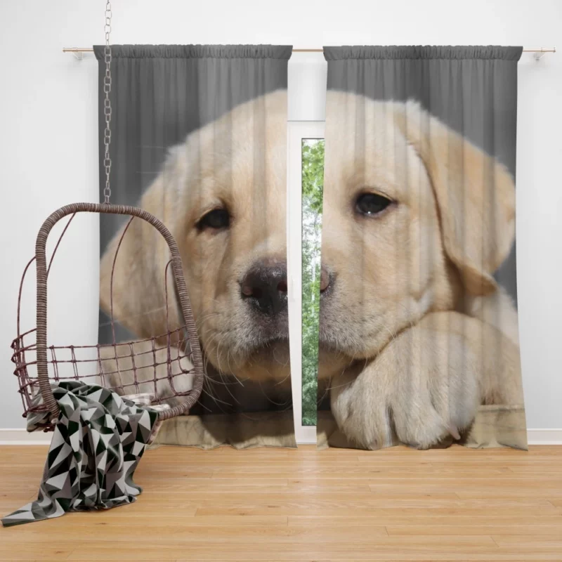 Labrador Puppy Innocent Appeal Fuzzy Delight Curtain