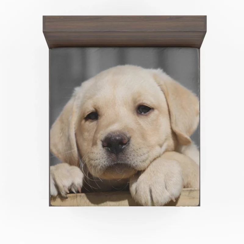 Labrador Puppy Innocent Appeal Fuzzy Delight Fitted Sheet 1