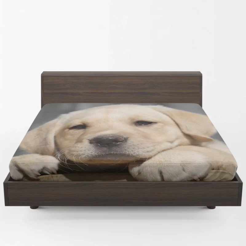 Labrador Puppy Innocent Appeal Fuzzy Delight Fitted Sheet