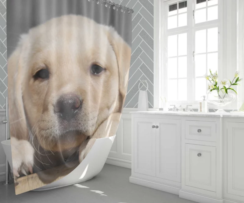 Labrador Puppy Innocent Appeal Fuzzy Delight Shower Curtain 1