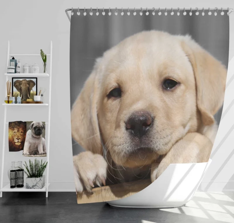 Labrador Puppy Innocent Appeal Fuzzy Delight Shower Curtain