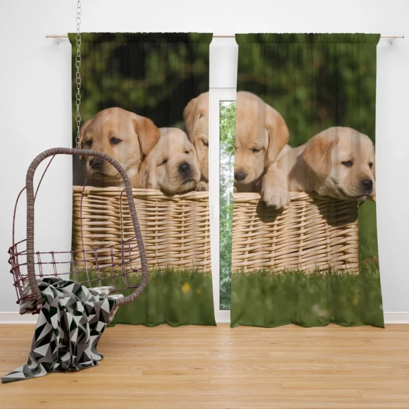 Labrador Puppy Playful Antics Joyful Curtain