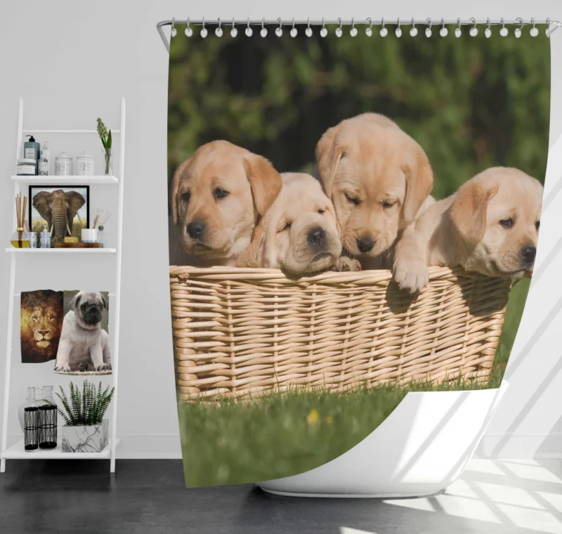 Labrador Puppy Playful Antics Joyful Shower Curtain