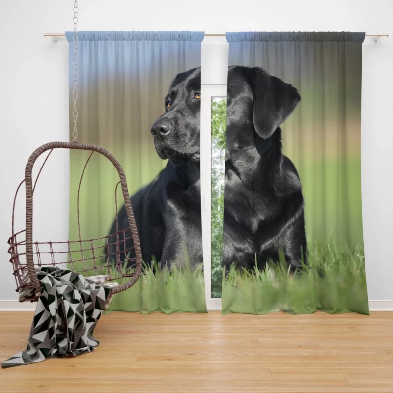 Labrador Retriever Amidst Blur Furry Charm Curtain