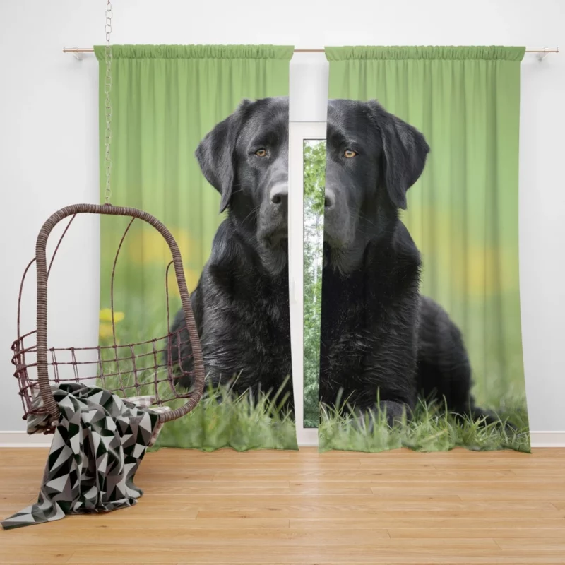 Labrador Retriever Depth of Field Grace Curtain