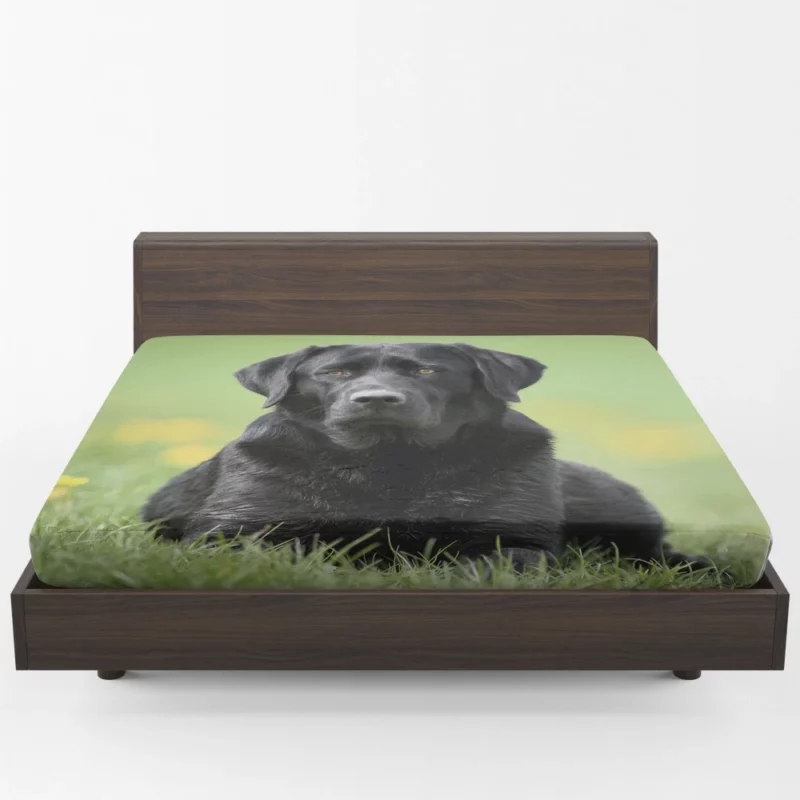 Labrador Retriever Depth of Field Grace Fitted Sheet