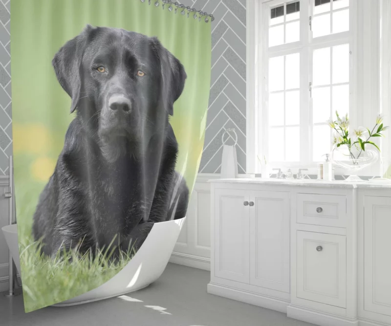 Labrador Retriever Depth of Field Grace Shower Curtain 1