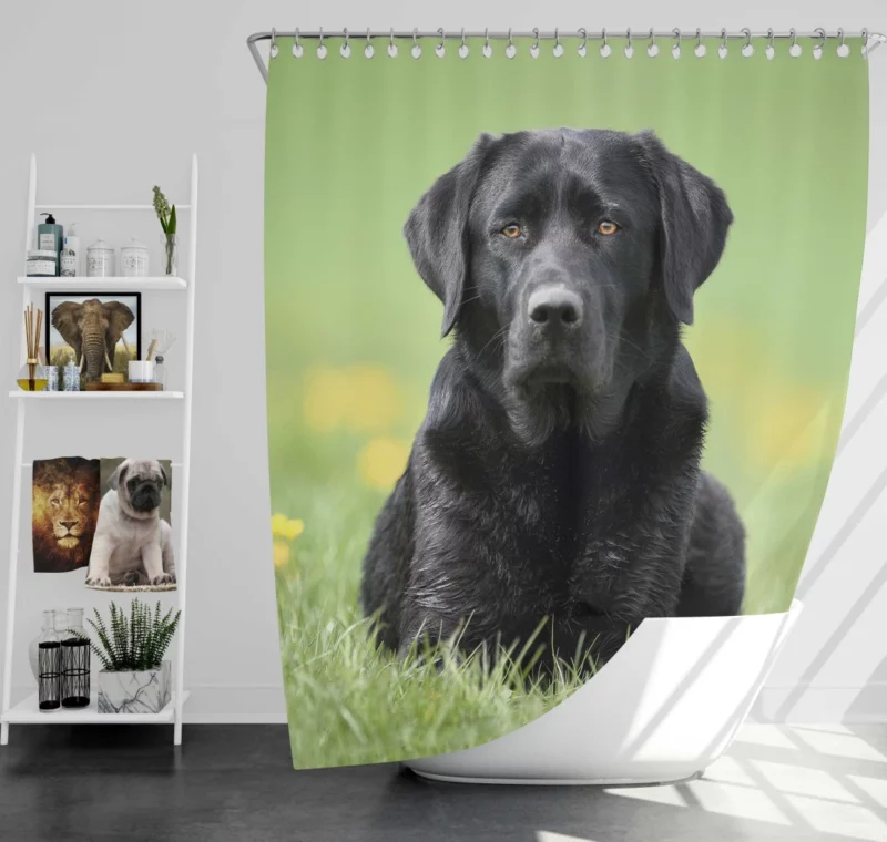 Labrador Retriever Depth of Field Grace Shower Curtain