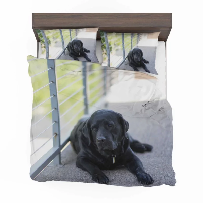 Labrador Retriever Loyal Stare Canine Devotion Bedding Set 1