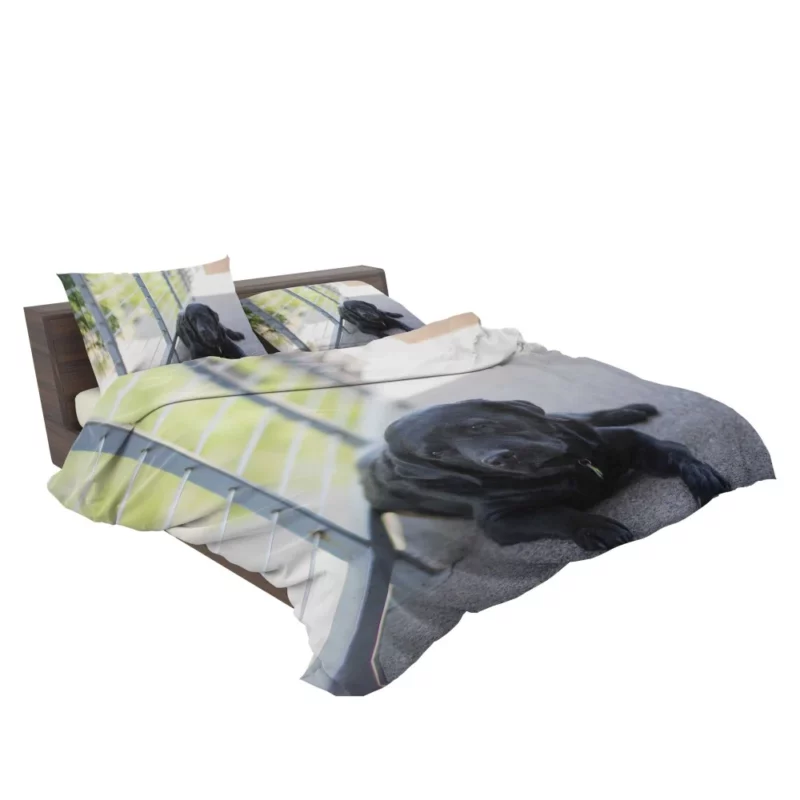 Labrador Retriever Loyal Stare Canine Devotion Bedding Set 2