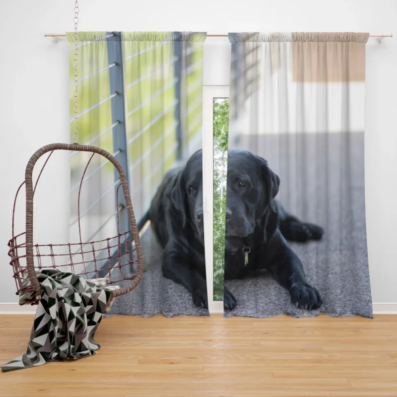 Labrador Retriever Loyal Stare Canine Devotion Curtain