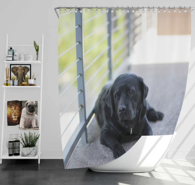 Labrador Retriever Loyal Stare Canine Devotion Shower Curtain