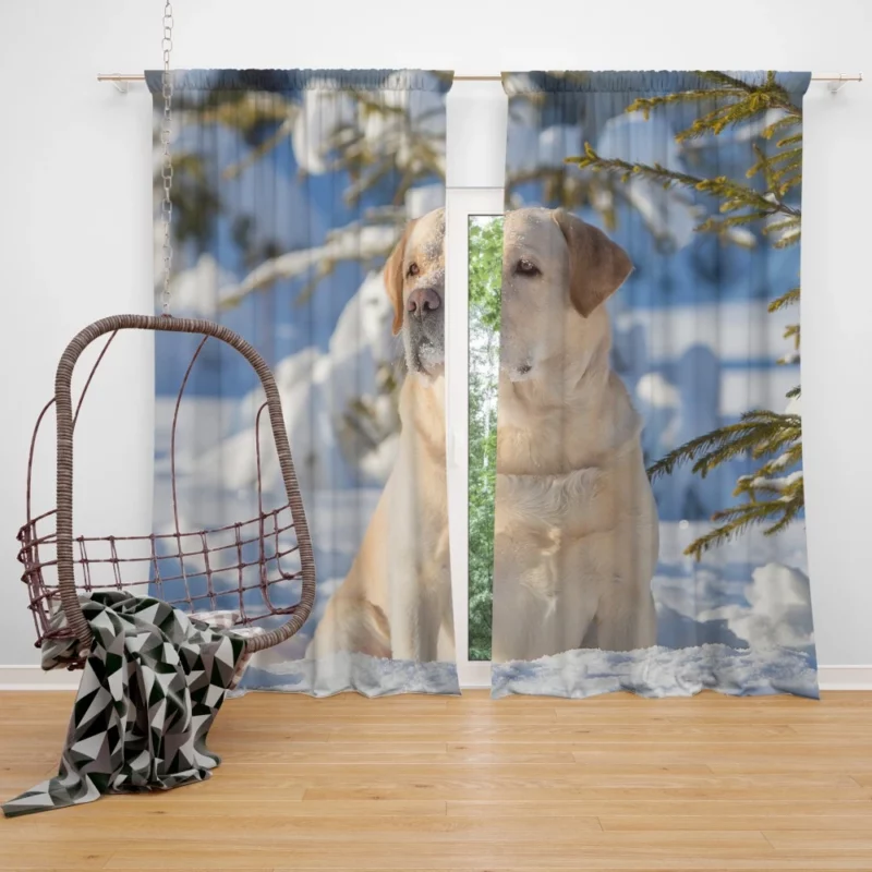 Labrador Retriever in Snow Winter Elegance Curtain