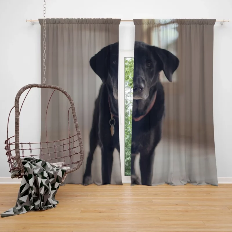 Labrador Thoughtful Gaze Canine Contemplation Curtain