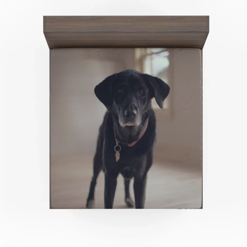 Labrador Thoughtful Gaze Canine Contemplation Fitted Sheet 1