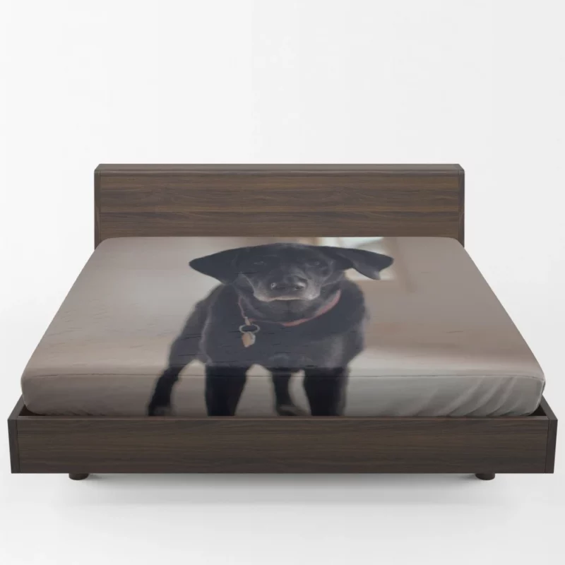 Labrador Thoughtful Gaze Canine Contemplation Fitted Sheet