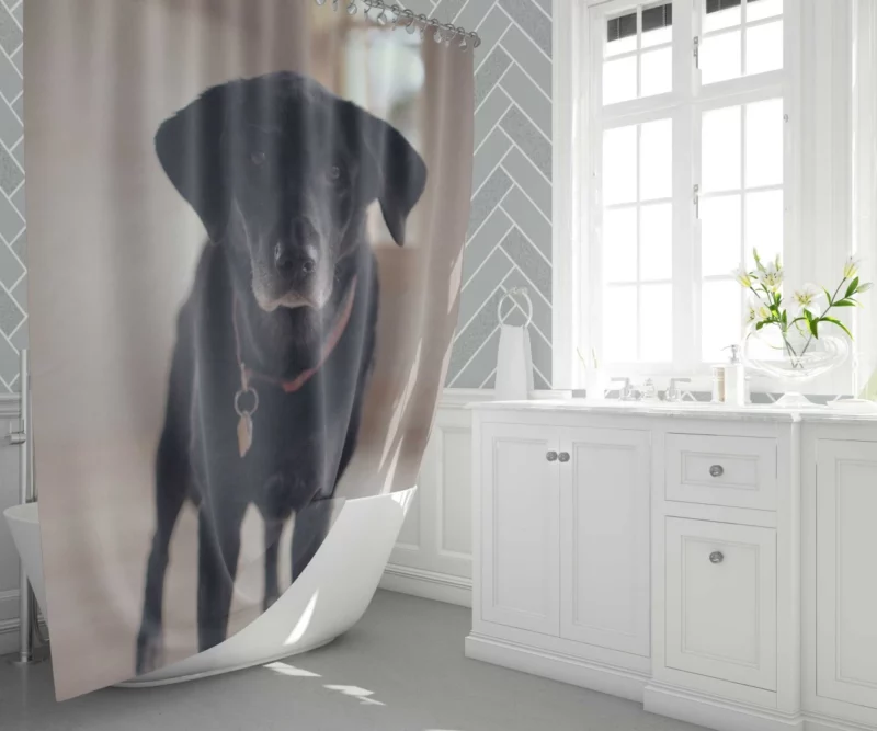 Labrador Thoughtful Gaze Canine Contemplation Shower Curtain 1