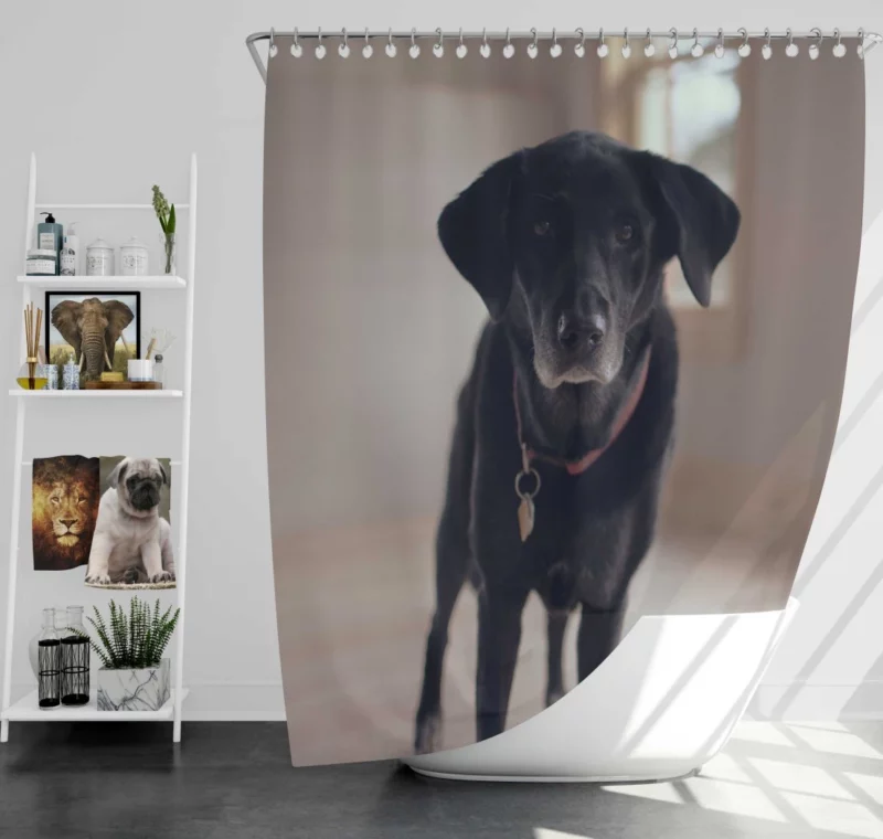 Labrador Thoughtful Gaze Canine Contemplation Shower Curtain