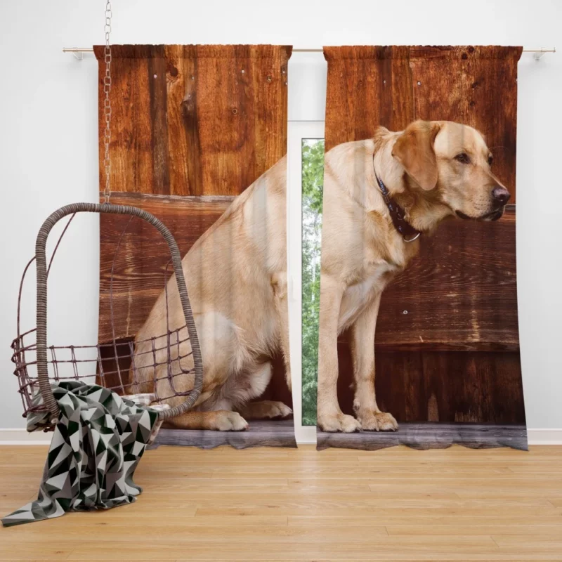 Labrador on Bench Serene Presence Curtain