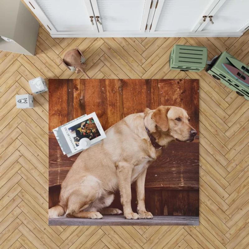 Labrador on Bench Serene Presence Rug