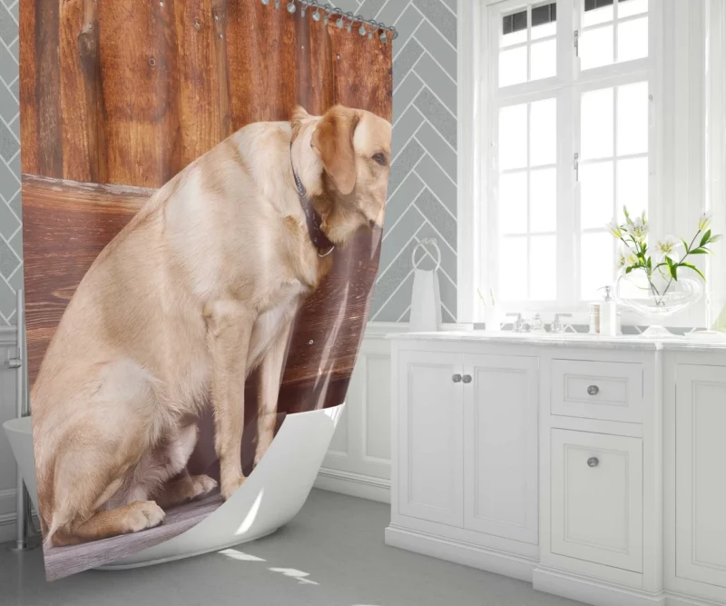 Labrador on Bench Serene Presence Shower Curtain 1