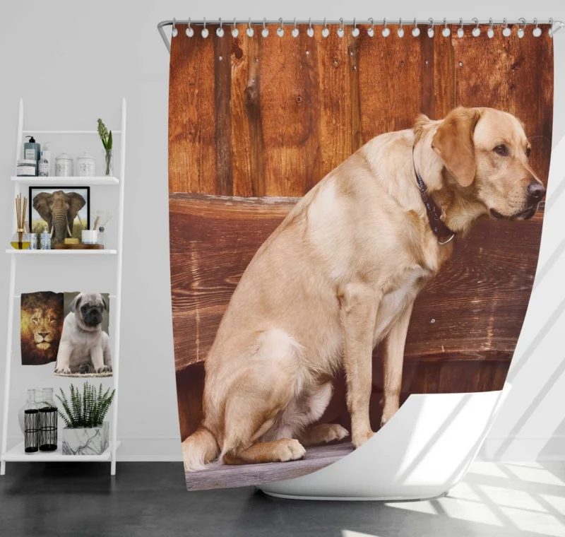 Labrador on Bench Serene Presence Shower Curtain