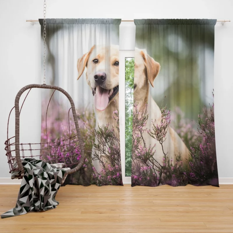 Lavender-Adorned Labrador Beauty Curtain