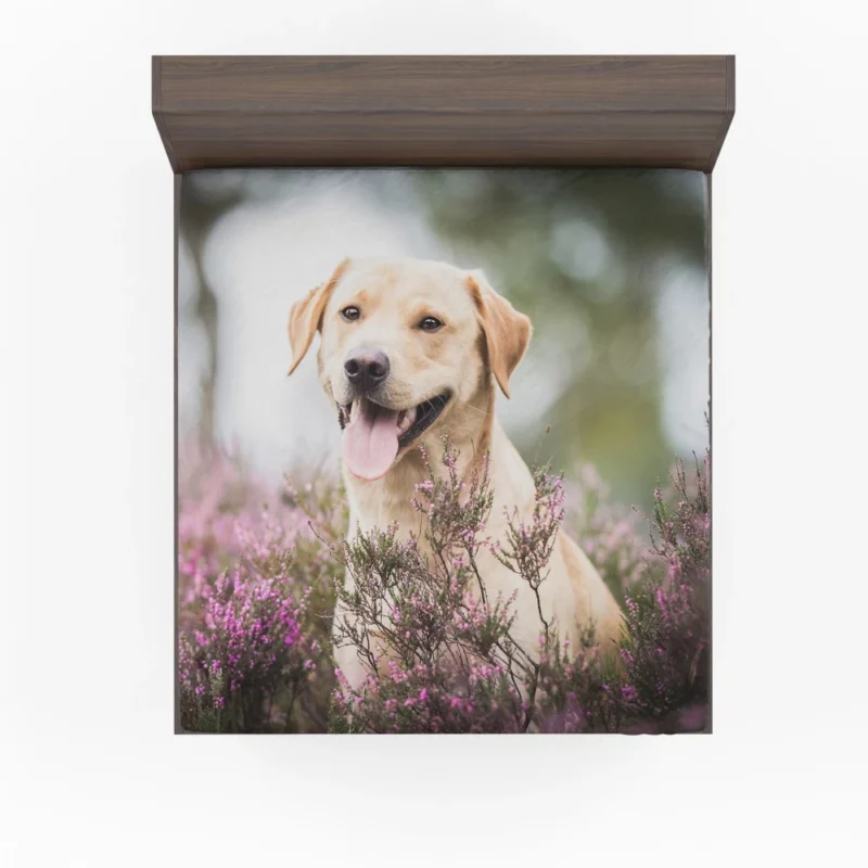 Lavender-Adorned Labrador Beauty Fitted Sheet 1