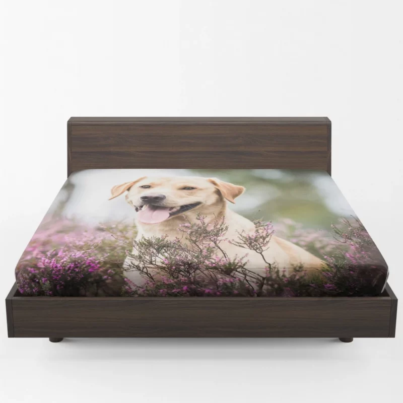 Lavender-Adorned Labrador Beauty Fitted Sheet